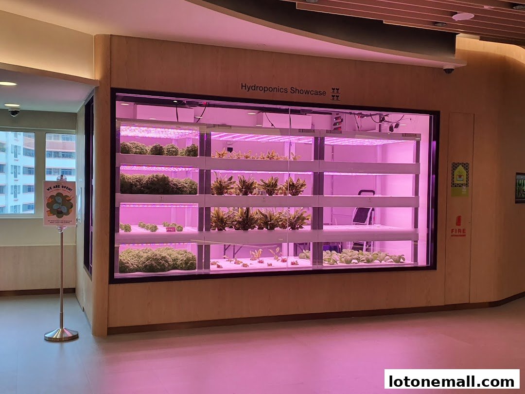 A hydroponics showcase with multiple shelves of plants under pink grow lights.