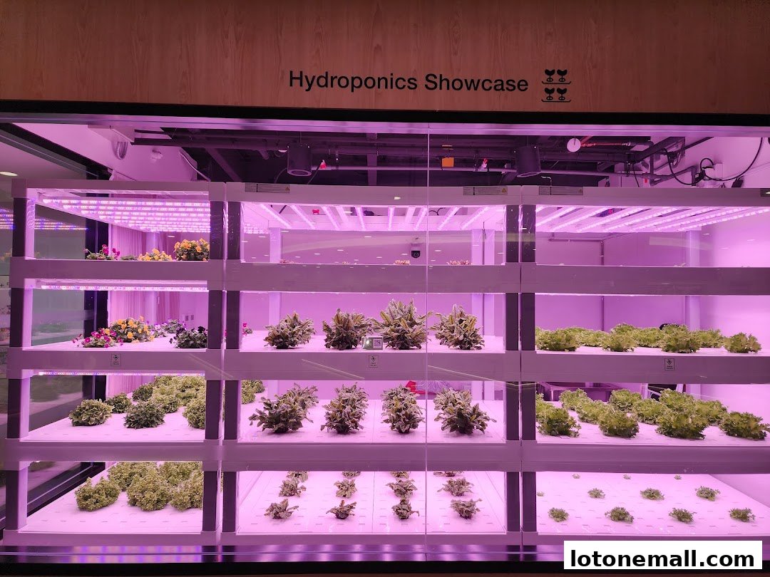 A hydroponics showcase displaying various plants under purple grow lights.