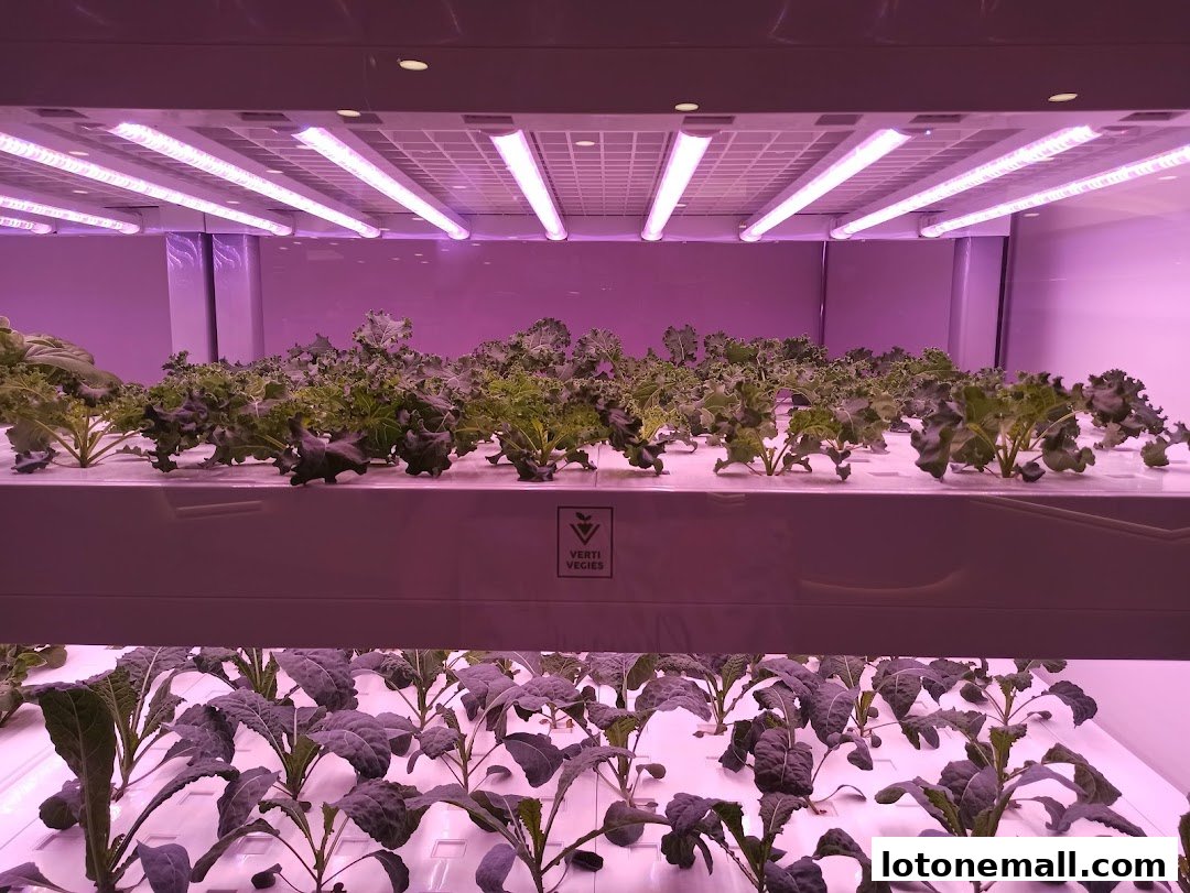 Indoor vertical farm with rows of leafy greens under purple grow lights.