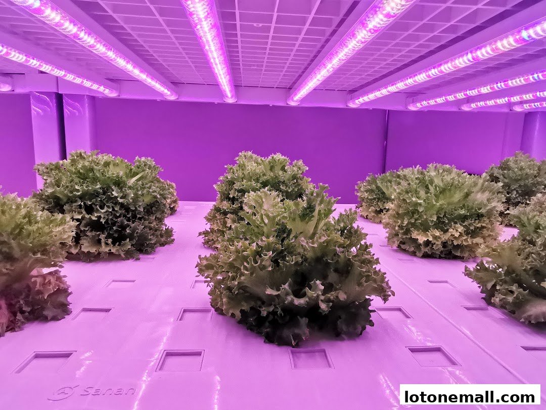 Lettuce growing indoors under purple LED lights on a white hydroponic system.