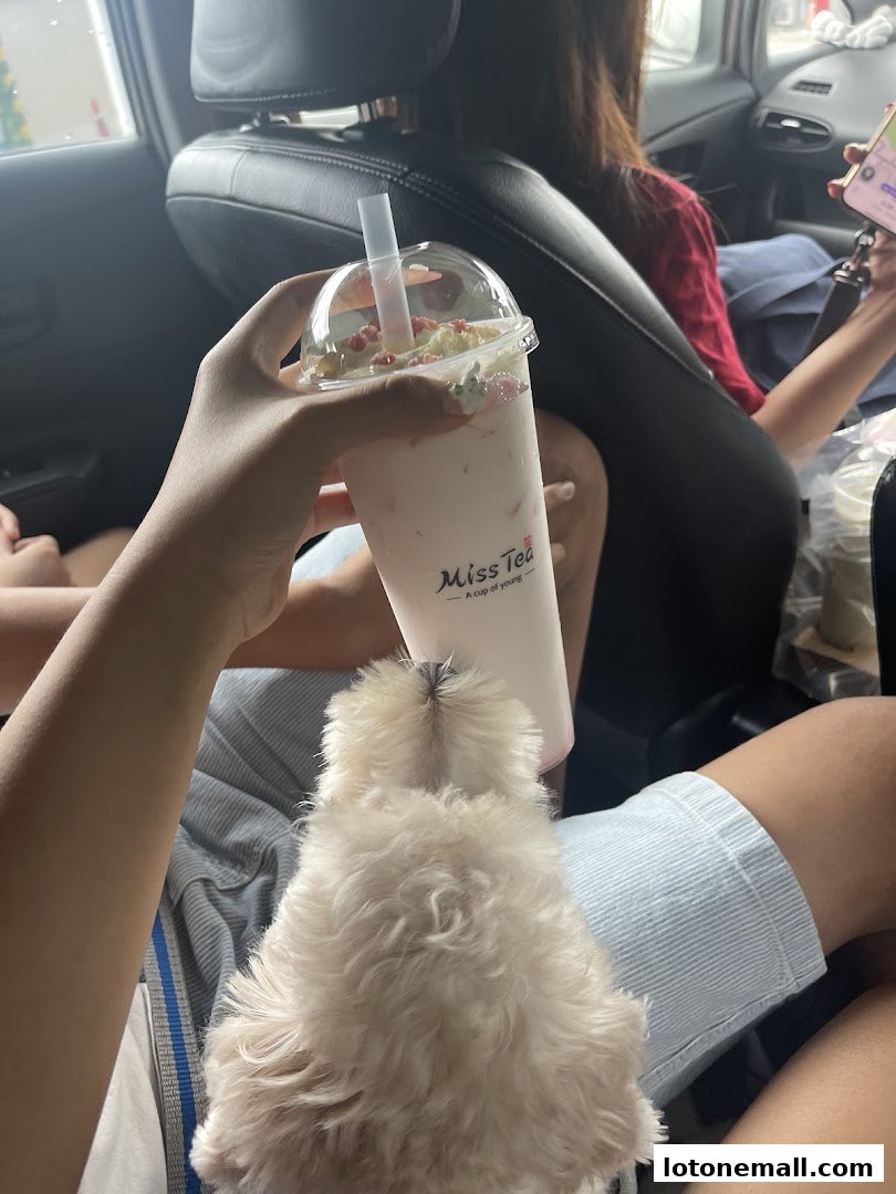 A person holds a Miss Tea beverage while a small dog sits on their lap inside a car.