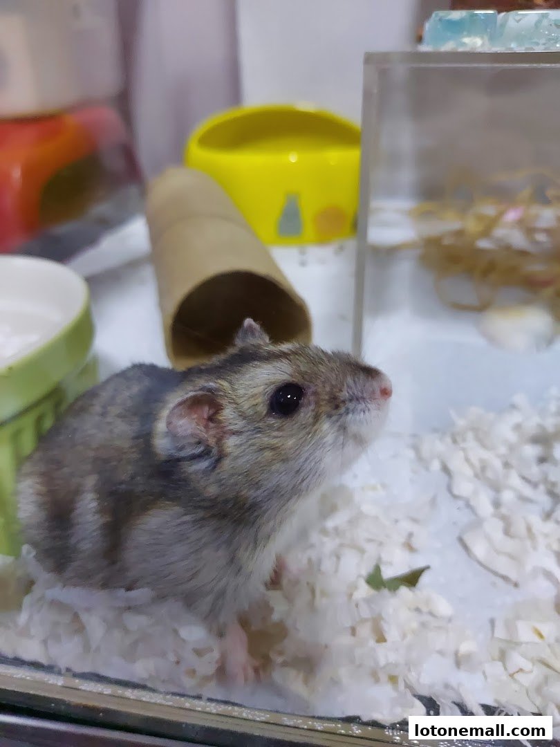 A small hamster sits in its enclosure with bedding, a cardboard tube, and a yellow food bowl.