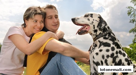 A couple happily embraces while sitting outdoors with their Dalmatian dog.