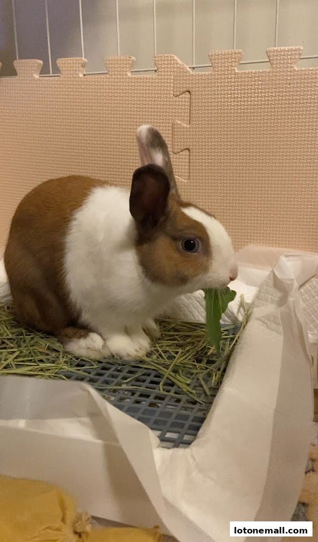 A brown and white rabbit is eating leafy greens in a cage.