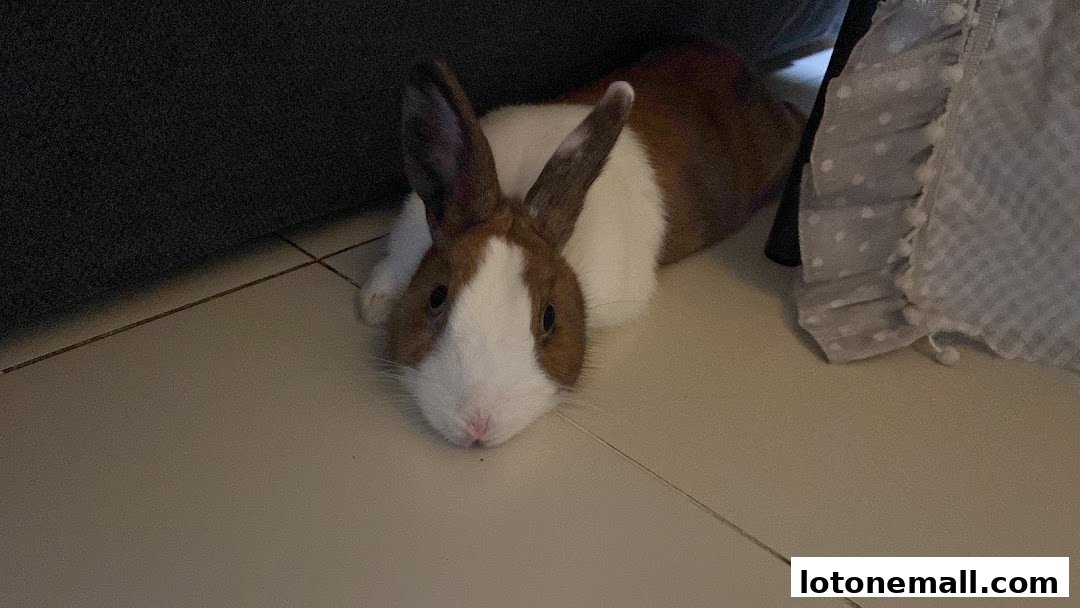 A brown and white rabbit lies on a tiled floor next to a dark object and a ruffled fabric.
